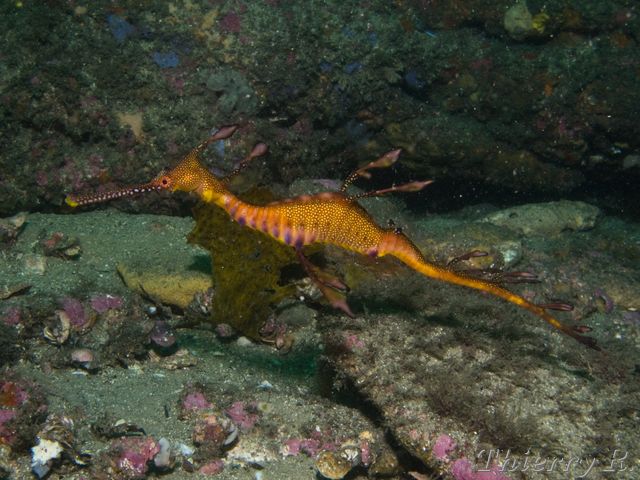 Phyllopteryx taeniolatus - Weedy Seadragon - Bare Island