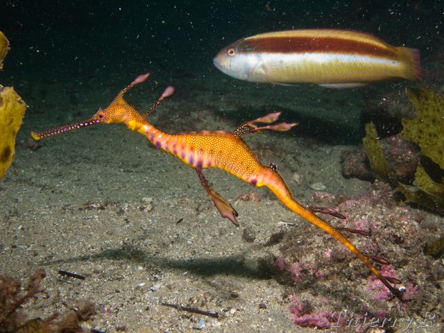 Phyllopteryx taeniolatus - Weedy Seadragon - Bare Island