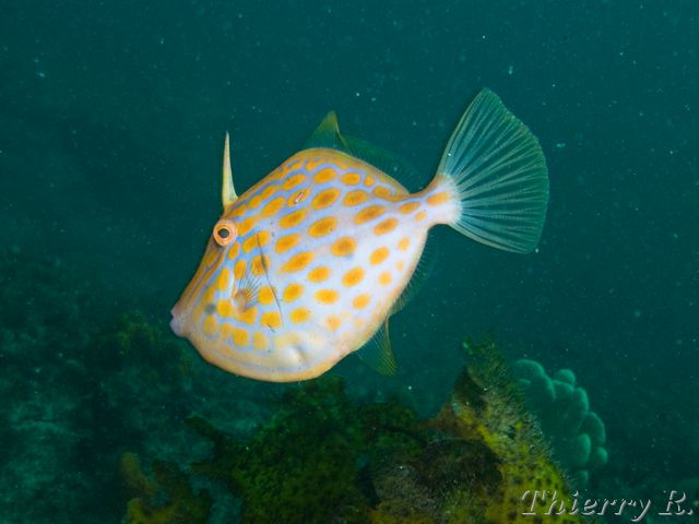 Eubalichthys mosaicus - Mosaic Leatherjacket - Bare Island