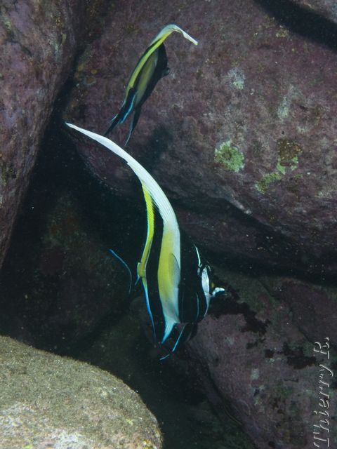 Zanclus cornutus - Moorish Idol - Bare Island
