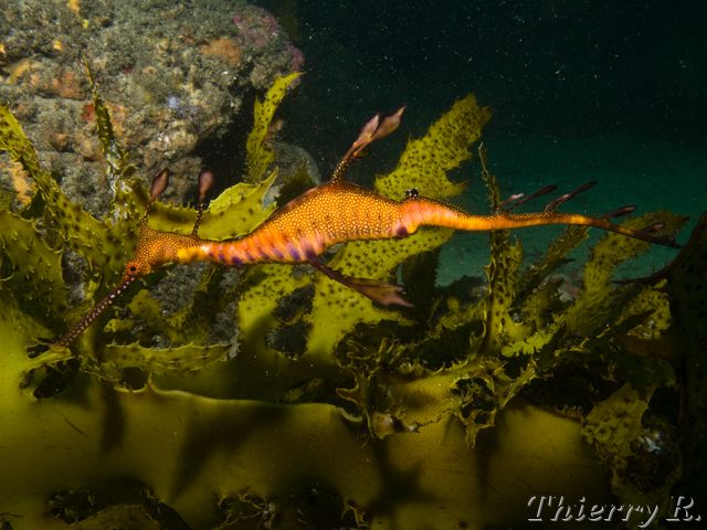Phyllopteryx taeniolatus - Weedy Seadragon - Bare Island