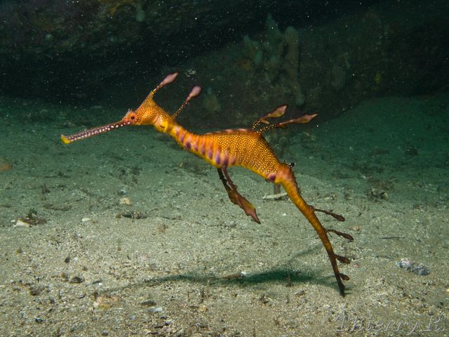 Phyllopteryx taeniolatus - Weedy Seadragon - Bare Island