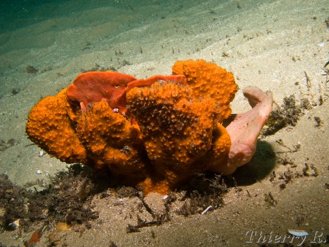 Pataecus fronto - Red Indian Fish - Bare Island