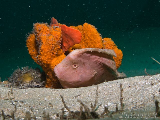 Pataecus fronto - Red Indian Fish - Bare Island