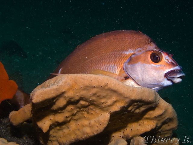 Cheilodactylus fuscus - Red Morwong - Bare Island