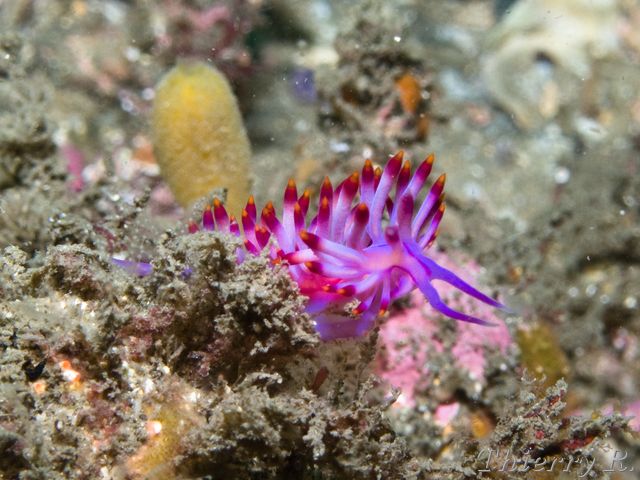 Flabellina rubrolineata - Red lined Flabellina - Bare Island