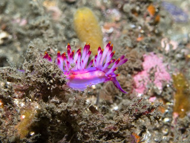 Flabellina rubrolineata - Red lined Flabellina - Bare Island