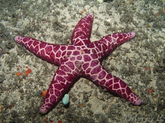 Plectaster decanus - Mosaic Seastar - Bare Island