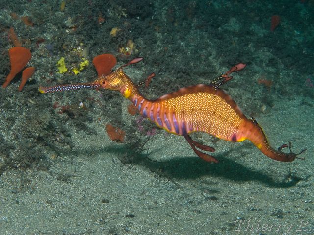 Phyllopteryx taeniolatus - Weedy Seadragon - Bare Island
