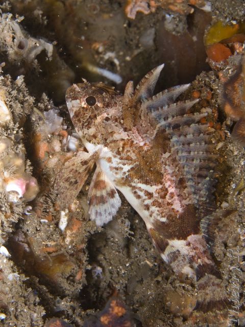 Centropogon australis - Fortescue - Shiprock
