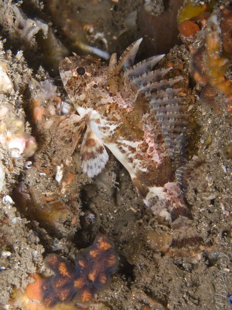 Centropogon australis - Fortescue - Shiprock