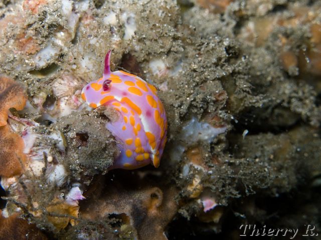 Ceratosoma amoena - Clown Ceratosoma - Shiprock