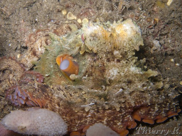 Octopus tetricus - Sydney Octopus - Shiprock