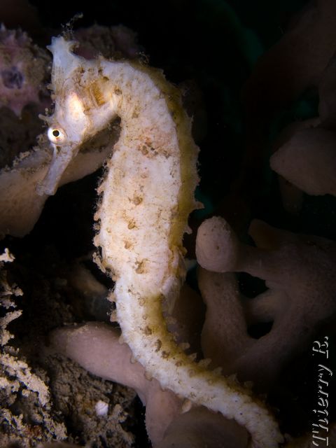 Hippocampus whitei - Whites Seahorse - Chowder Bay