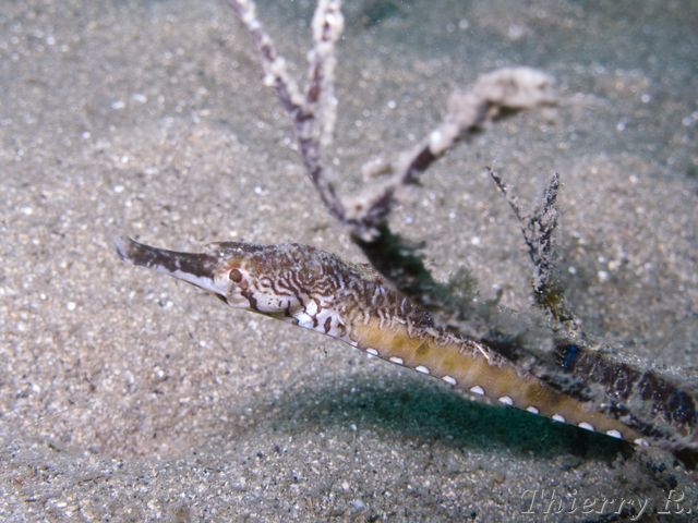 Filicampus tigris - Tiger Pipefish - Chowder Bay