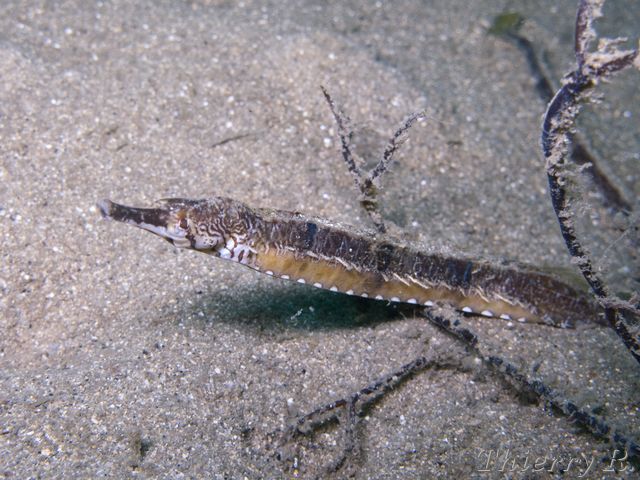 Filicampus tigris - Tiger Pipefish - Chowder Bay