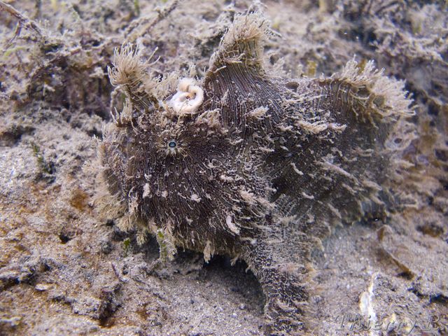 Antennarius striatus - Striped Anglerfish - Chowder Bay