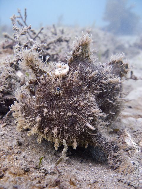 Antennarius striatus - Striped Anglerfish - Chowder Bay