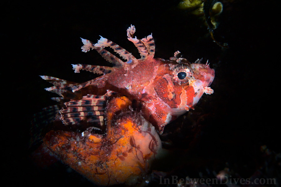 Dendrochirus brachypterus - Dwarf Lionfish - Bare Island