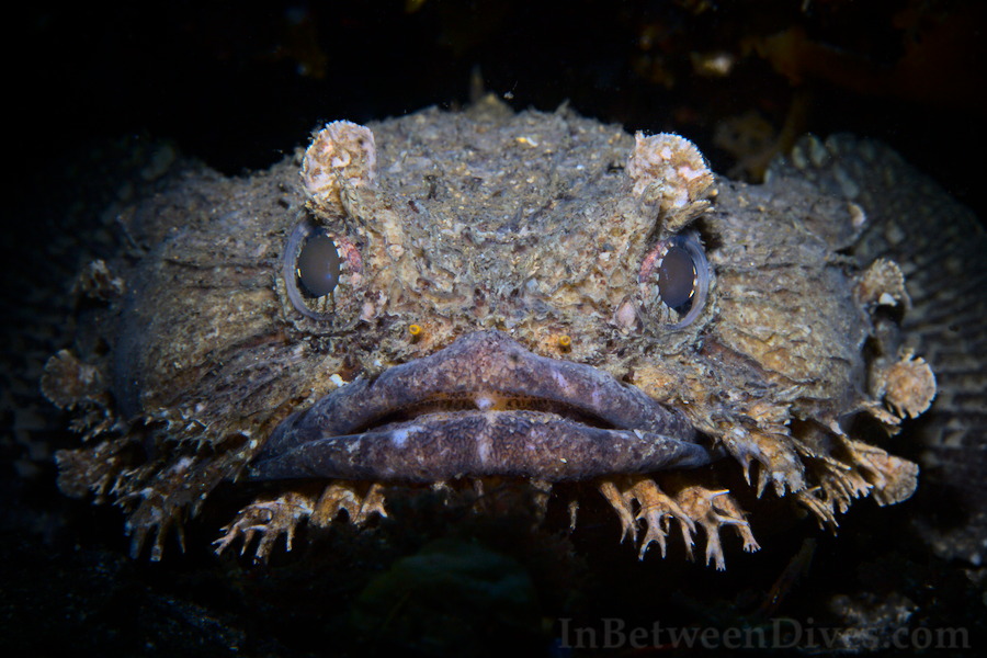 Batrachomoeus dubius - Eastern Frogfish - Bare Island