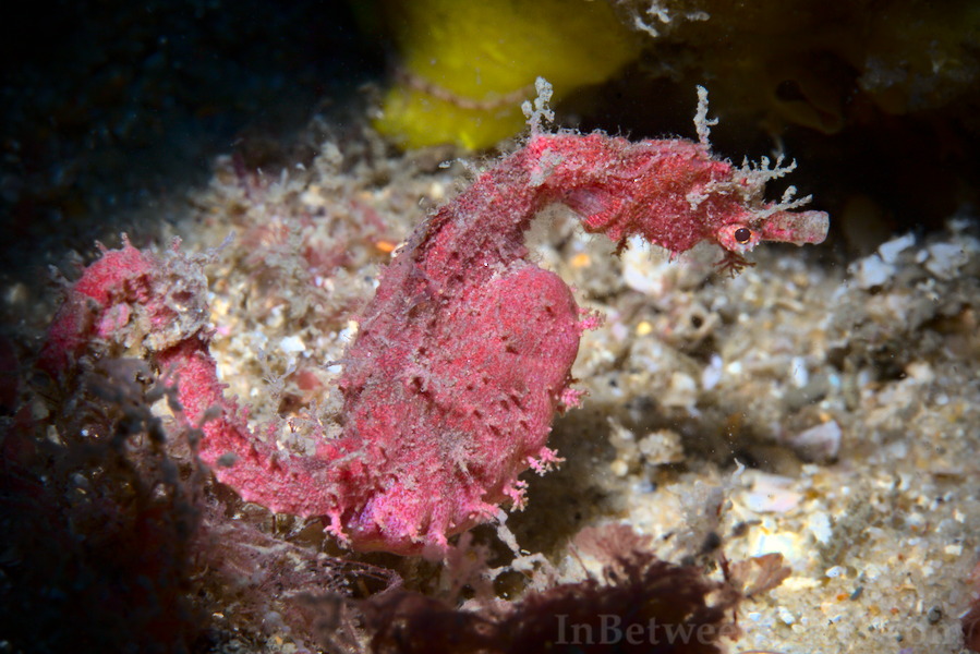 Idiotropiscis lumnitzeri - Sydney Pygmy Pipehorse - Bare Island