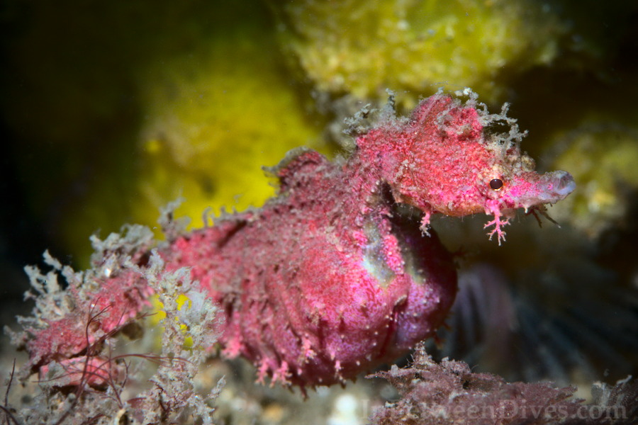 Idiotropiscis lumnitzeri - Sydney Pygmy Pipehorse - Bare Island