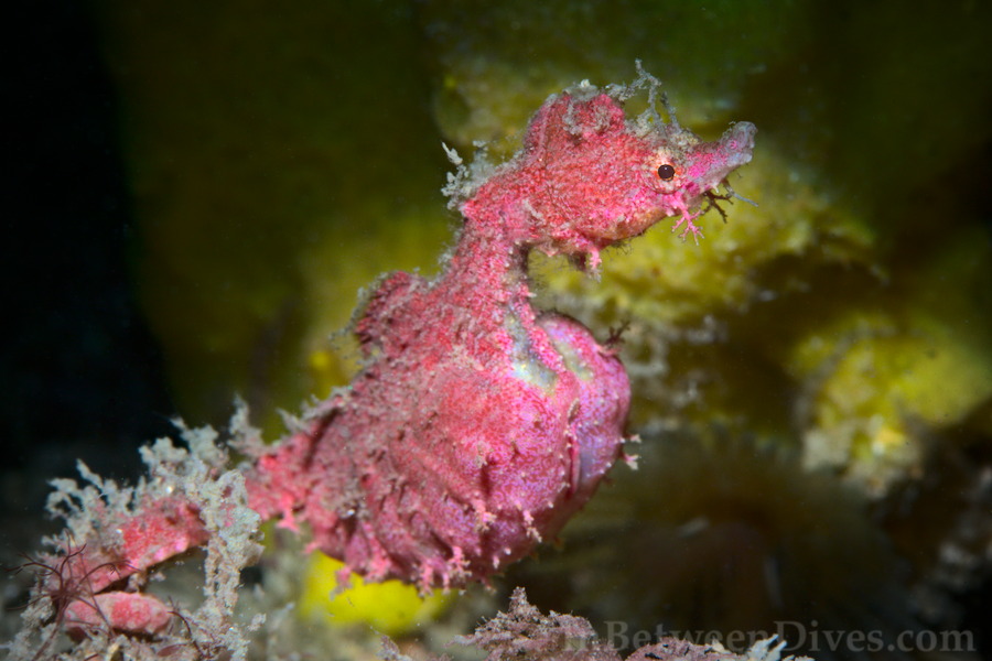 Idiotropiscis lumnitzeri - Sydney Pygmy Pipehorse - Bare Island