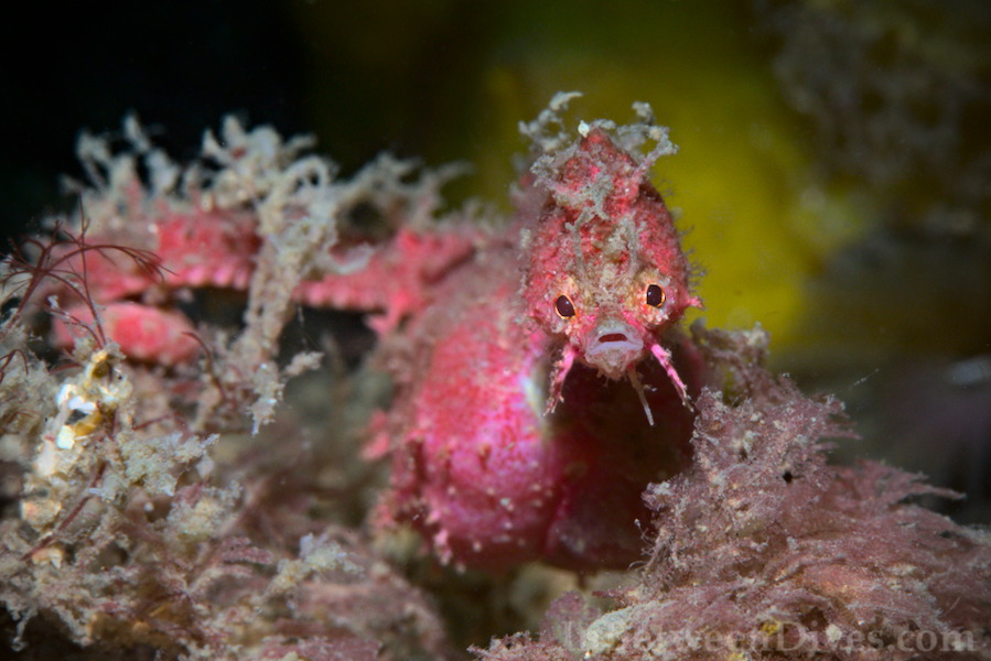 Idiotropiscis lumnitzeri - Sydney Pygmy Pipehorse - Bare Island