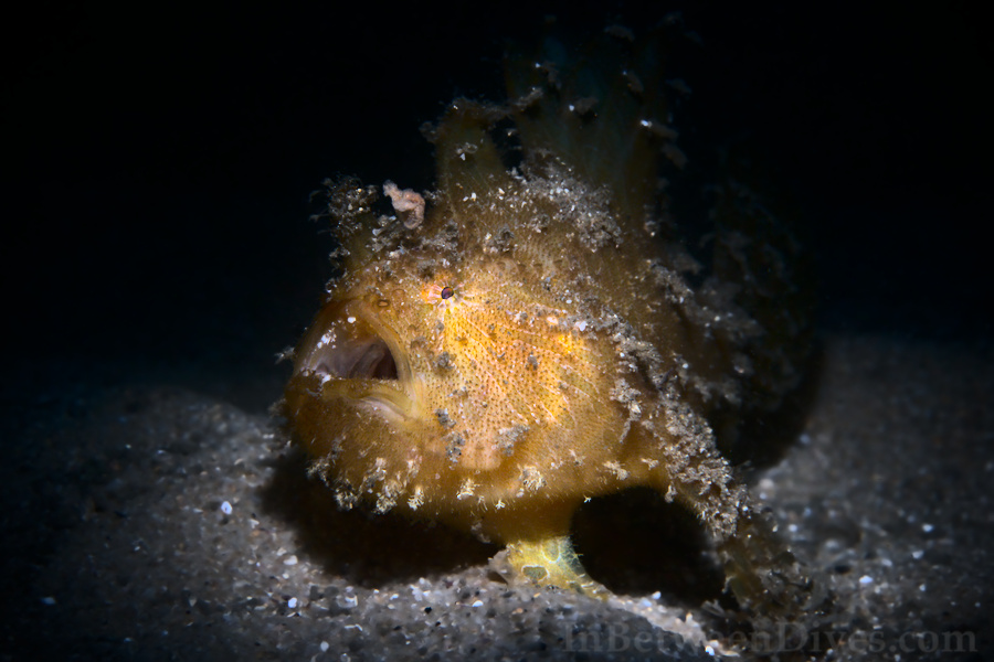 Antennarius striatus - Striped Anglerfish - Clifton Garden