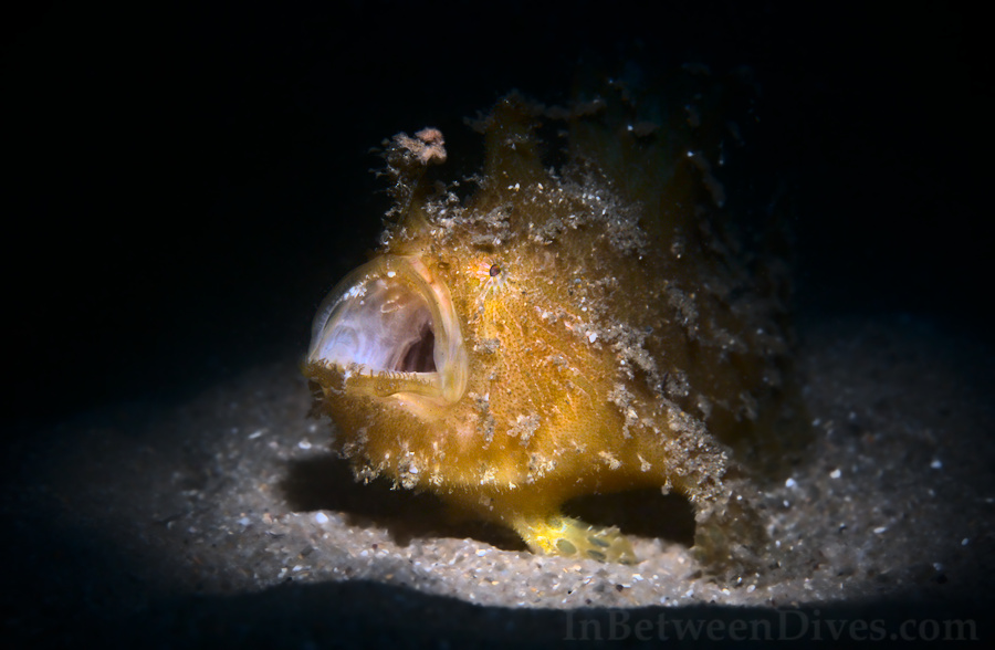 Antennarius striatus - Striped Anglerfish - Clifton Garden