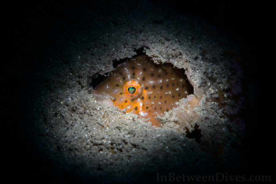 Brachaluteres jacksonianus - Pygmy Leatherjacket - Clifton Garde