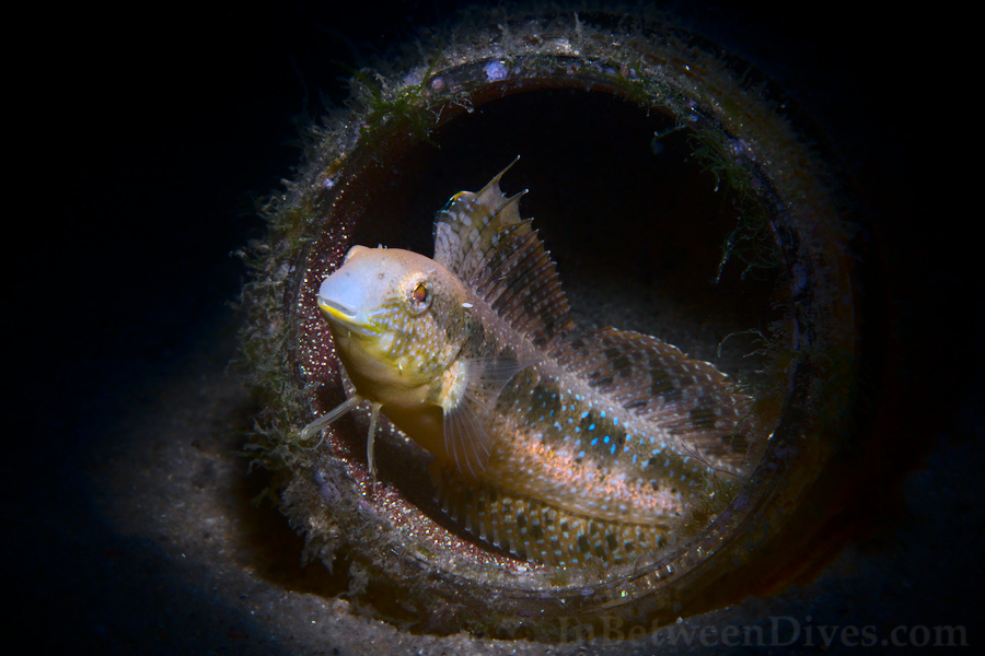 Petroscirtes lupus - Brown Sabretooth Blenny - Clifton Garden