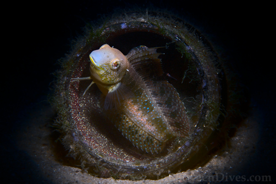 Petroscirtes lupus - Brown Sabretooth Blenny - Clifton Garden