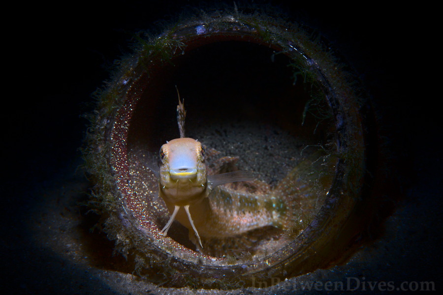 Petroscirtes lupus - Brown Sabretooth Blenny - Clifton Garden