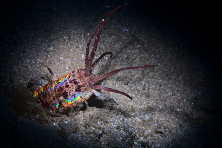 Eunice aphroditois - Bobbitt Worm - Clifton Garden