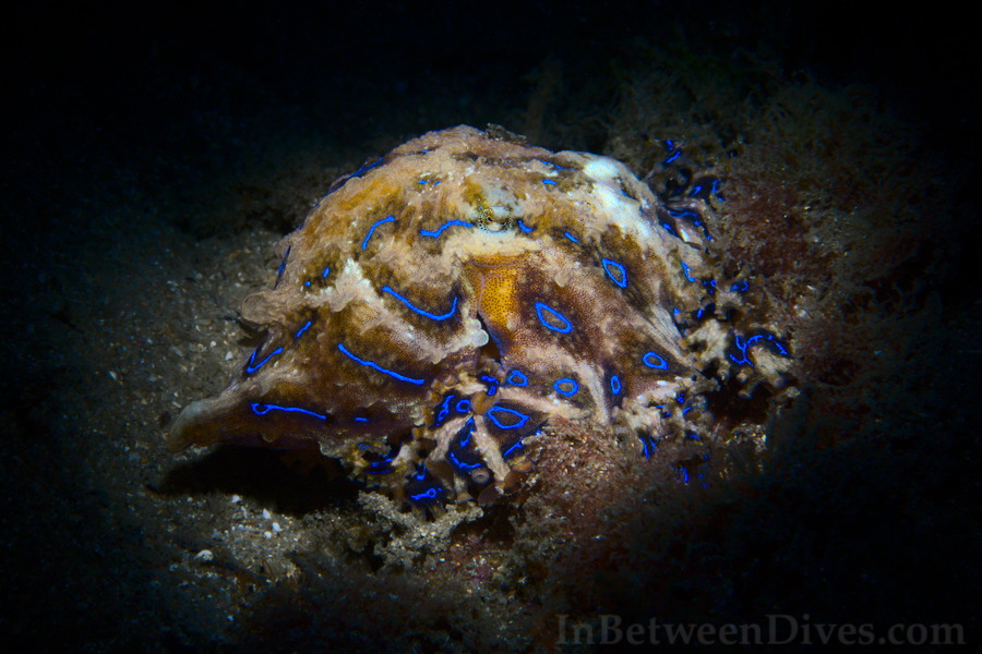 Hapalochlaena fasciata - Blue Ringed Octopus - Clifton Garden