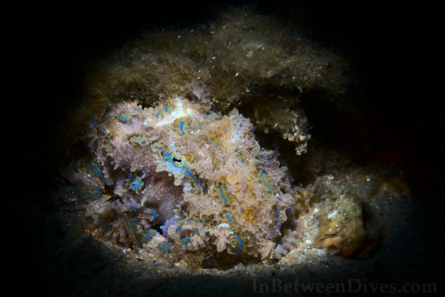 Hapalochlaena fasciata - Blue Ringed Octopus - Clifton Garden