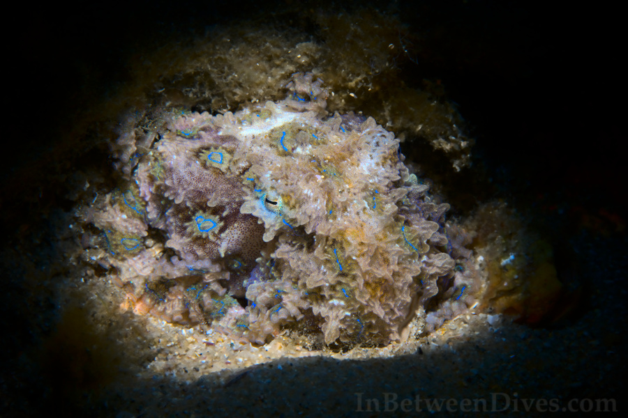 Hapalochlaena fasciata - Blue Ringed Octopus - Clifton Garden