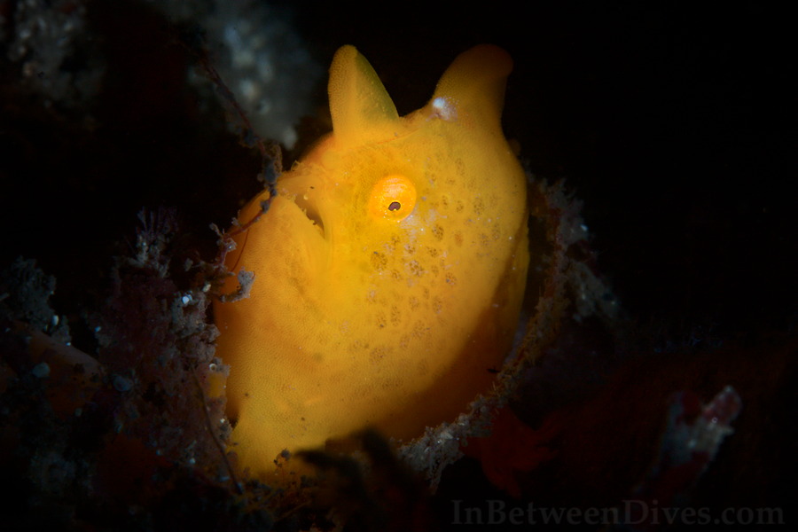 Antennarius pictus - Painted Anglerfish - Bare Island