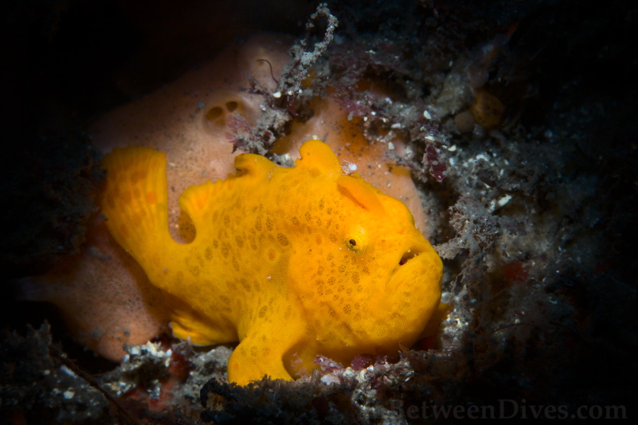 Antennarius pictus - Painted Anglerfish - Bare Island