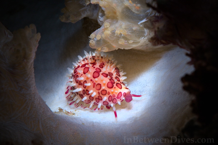 Globovula cavanaghi - Cowrie - Bare Island
