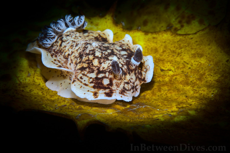 Aphelodoris varia - Variable Aphelodoris - Bare Island