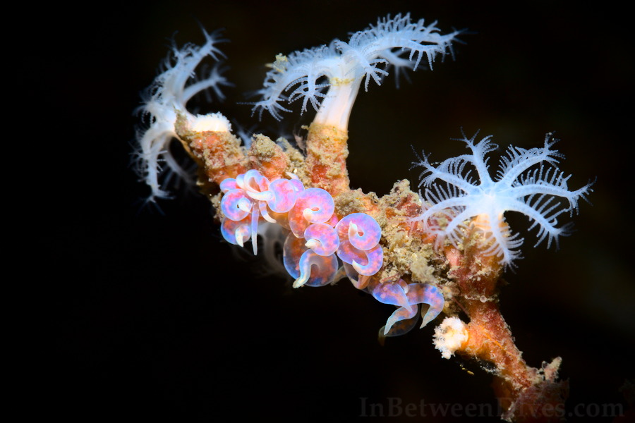 Phyllodesmium poindimiei - Phyllodesmium poindimiei - Bare Islan