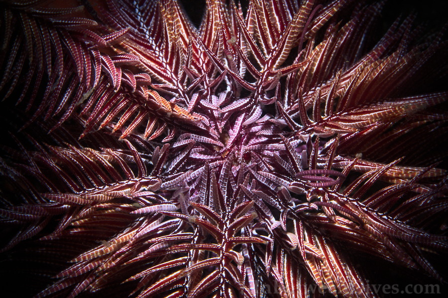 Feather Star - Feather Star - Bare Island