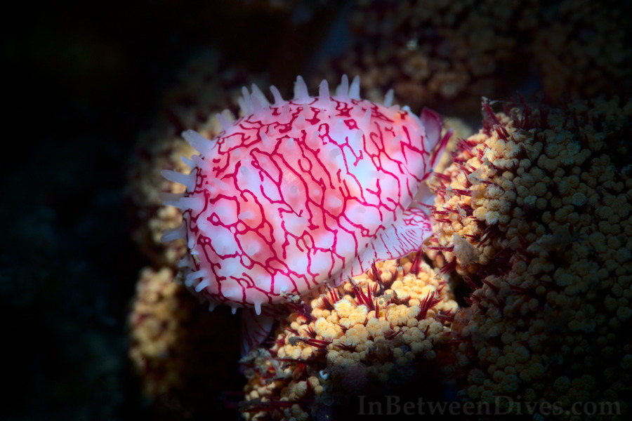 Globovula cavanaghi - Cowrie - Bare Island