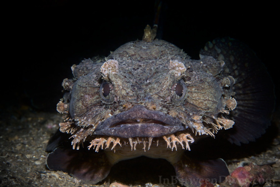 Batrachomoeus dubius - Eastern Frogfish - Bare Island