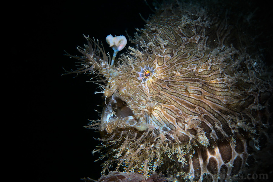 Antennarius striatus - Striped Anglerfish - Bare Island