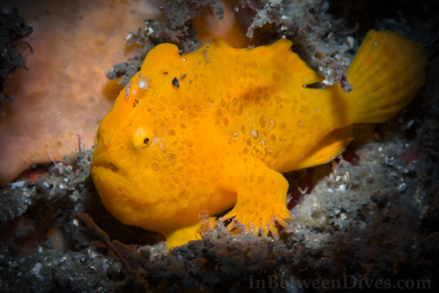 Antennarius pictus - Painted Anglerfish - Bare Island