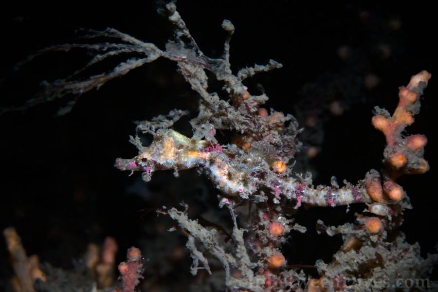Idiotropiscis lumnitzeri - Sydney Pygmy Pipehorse - Bare Island