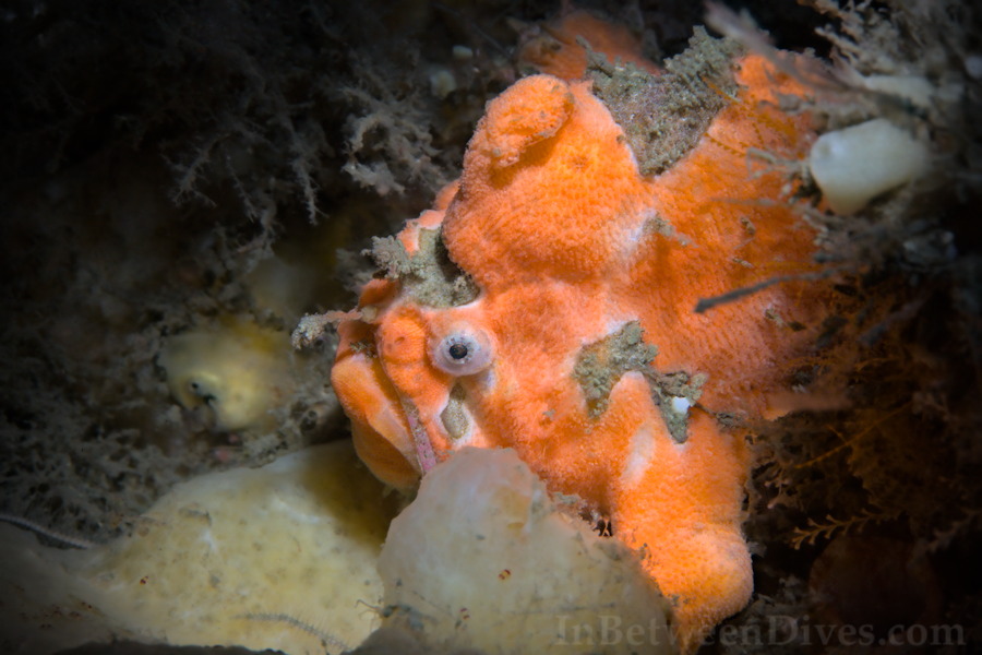 Porophryne erythrodactylus - Sydney Anglerfish - Bare Island